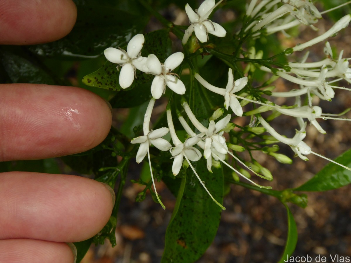 Pavetta indica L.